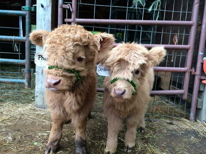 My Scottish Highland Show Calves From A Few Years Ago. They Are Probably 3 Months Old In This Photo. Sedona And Phoenix