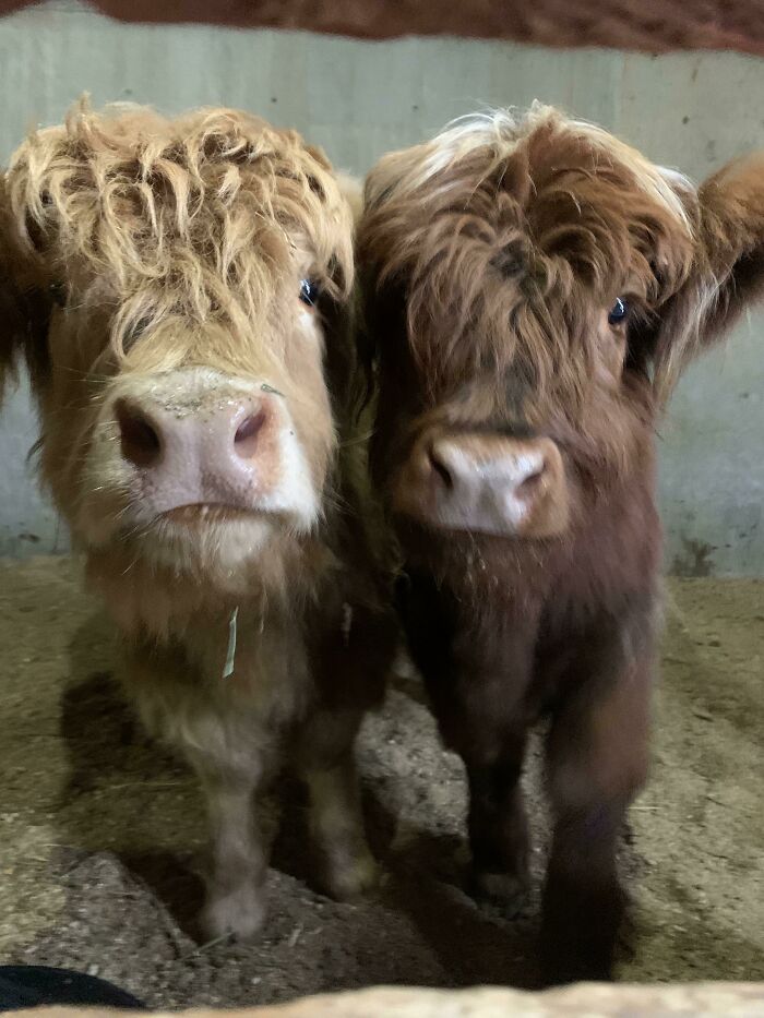 Got To Meet The Sweetest Coos A Few Weeks Ago And I Can’t Wait To See Them Again