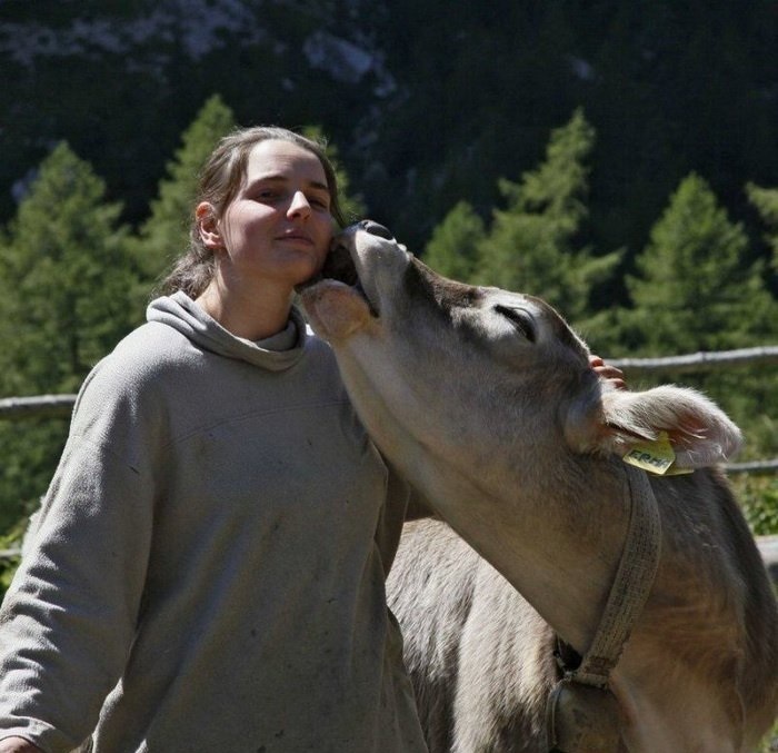 Cows Can Also Be Your Loving Pet