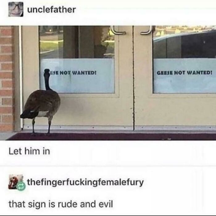 Poor Goose
