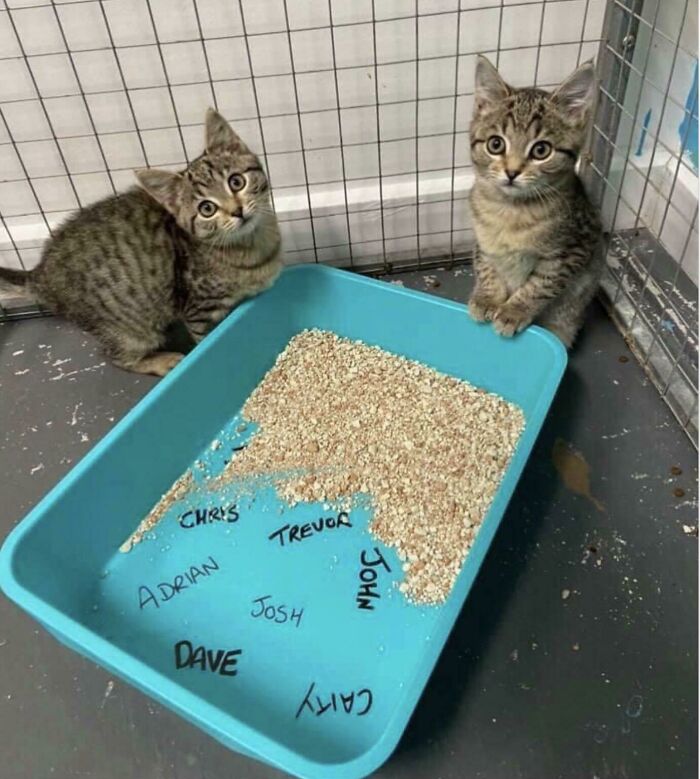 For $5, This Shelter Will Write The Names Of People You Hate In The Litter Box