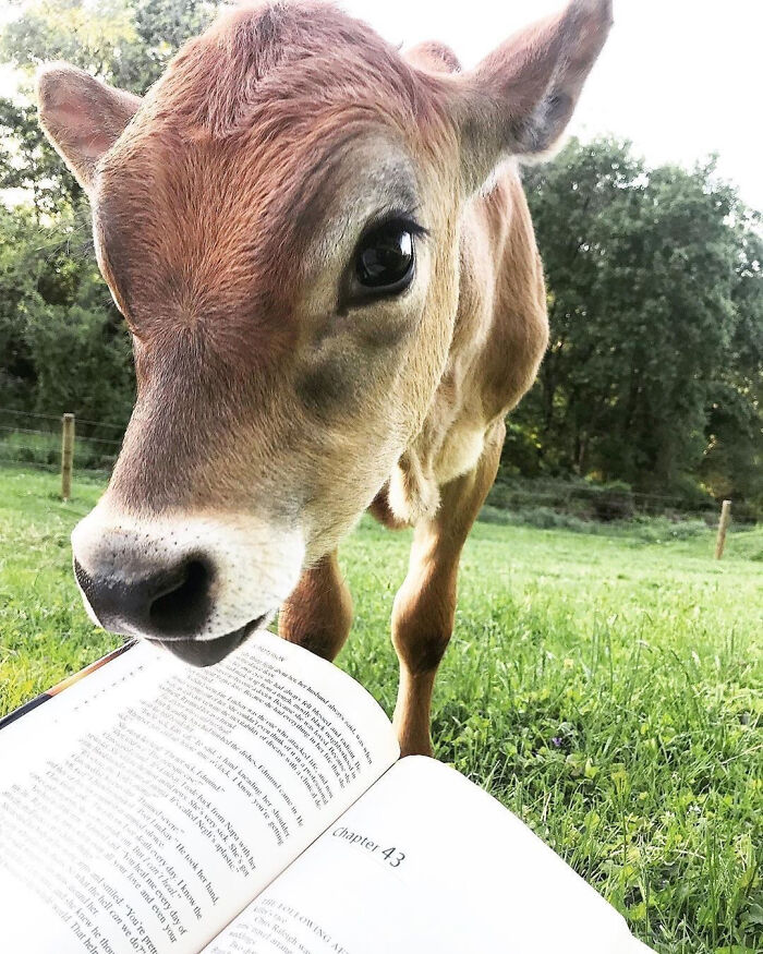 Story Time With My Cow