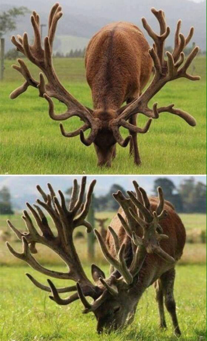 These Absolute Units Of Antlers On These Red Stags