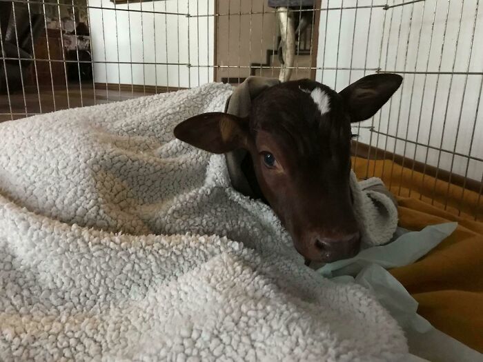 Baby Moo Makes A Great House Companion