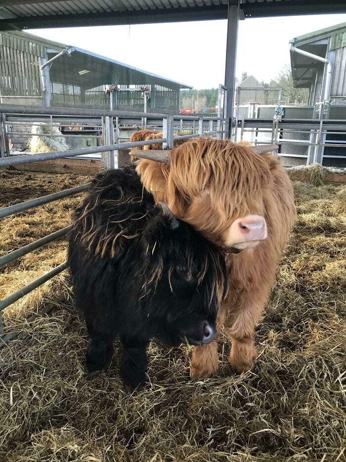 Baby Highland Cows
