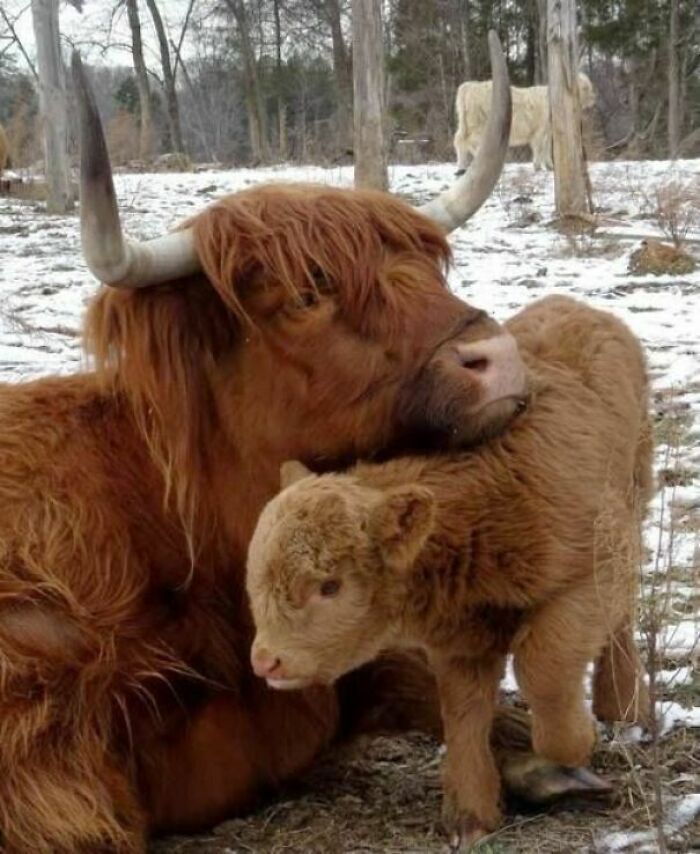 A Highland Cow And Her Calf