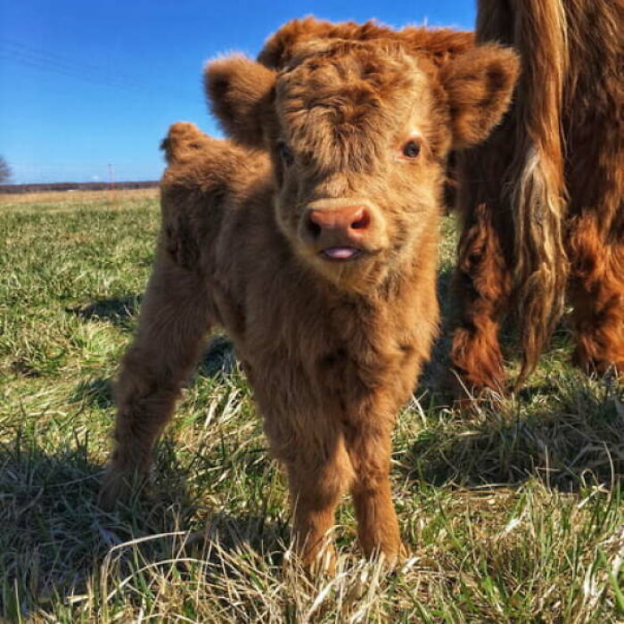 Highland Calfs Are The Cutest