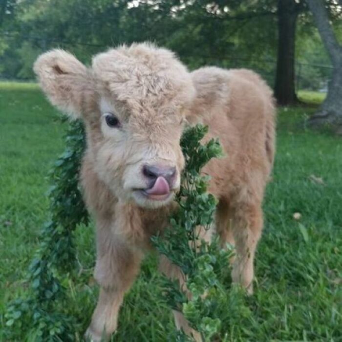 Baby Calf Blep