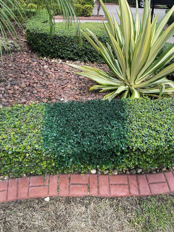 Noticed A Section Of The Hedge Had Turned Brown And Died. Mentioned It To My Husband, Came Home To This