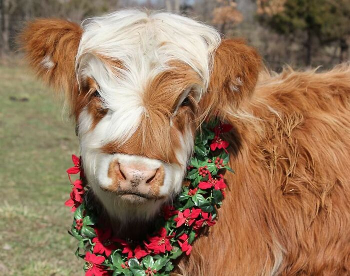 Harley Quinn, The Highland Cow Calf. All Dressed Up For Christmas
