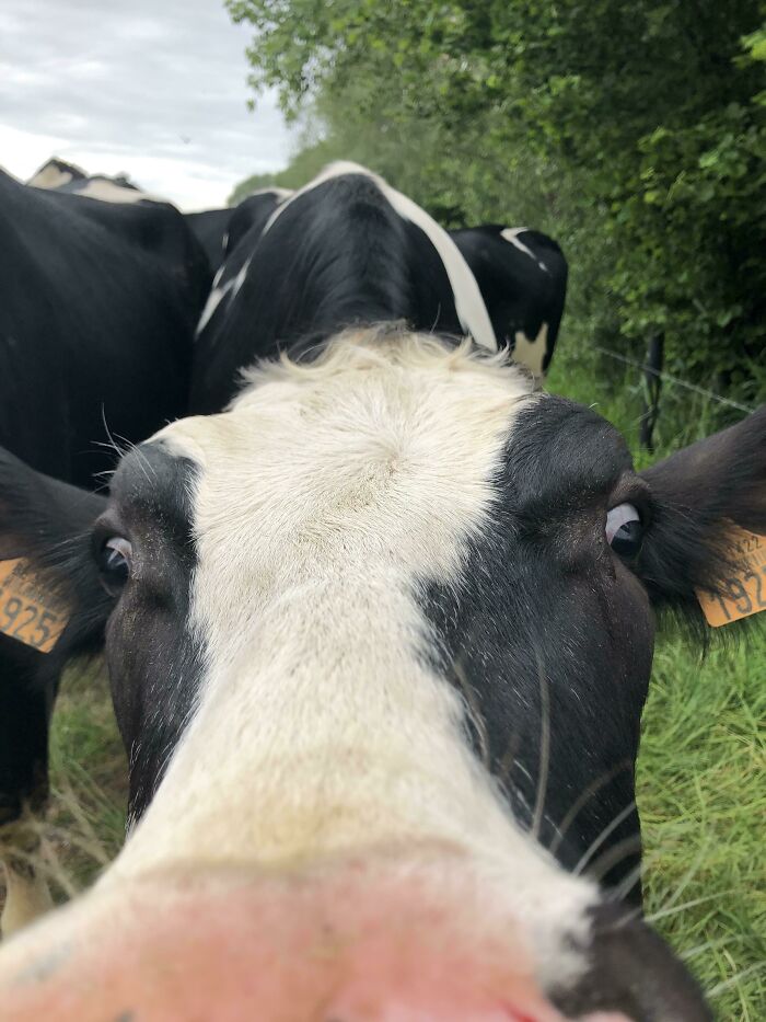 This Cow Tried To Eat My Phone. Look At Her Eyes