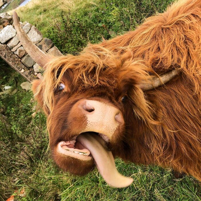 Highland Cow Says Hiiiiii You Guys!