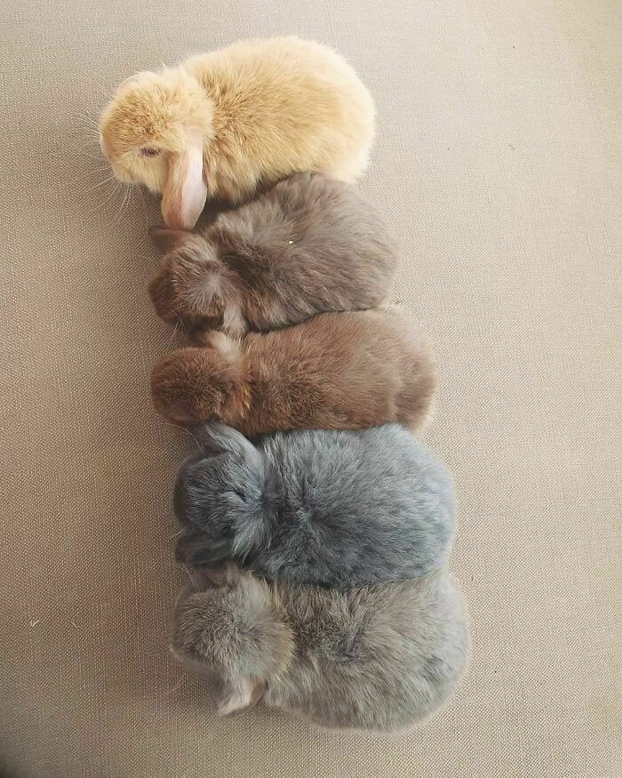 5 Shades Of Buns