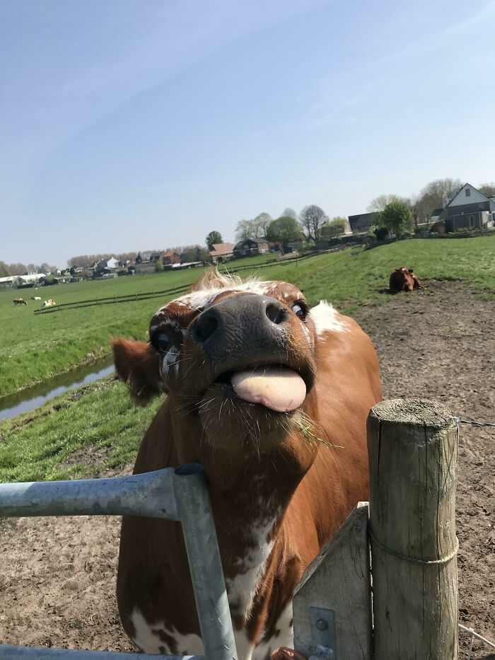 Cows Can Be Derps Too