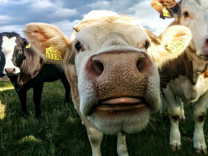Cow Blup