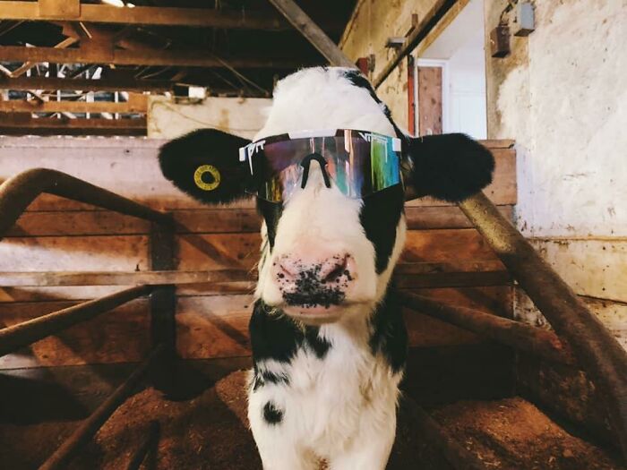 Moos With Shades Are Life