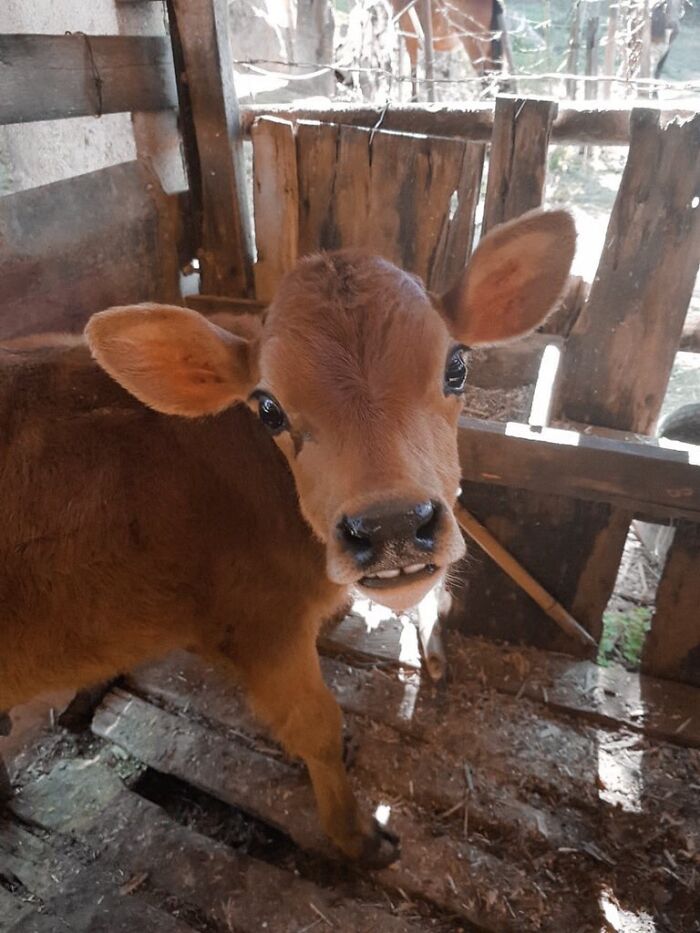 Just A Cute Cow With Gapped Teeth