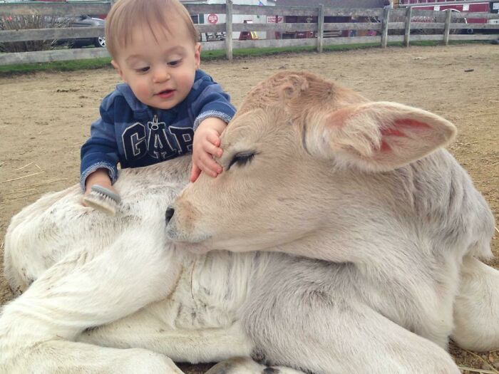 Mi sobrino conoció a una vaca bebé y decidió cepillarla