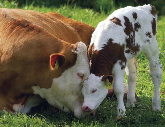I Think Cows Are Underrated In The Cute Department