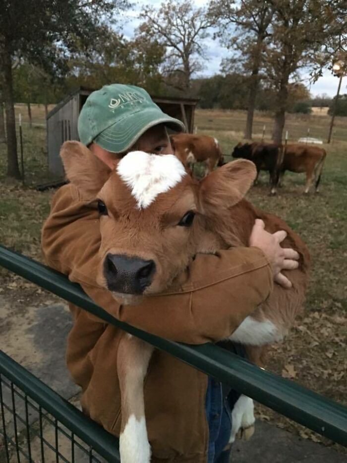 My Buddy With His New Calf