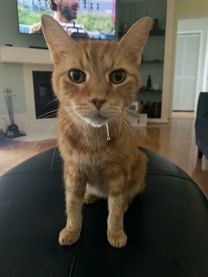 Bobo (17 Yr Old) After Getting Some Head Rubs