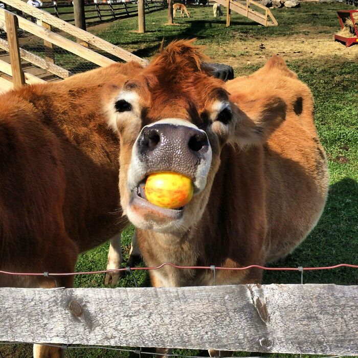 Here's A Cow Eating An Apple... Enjoy!