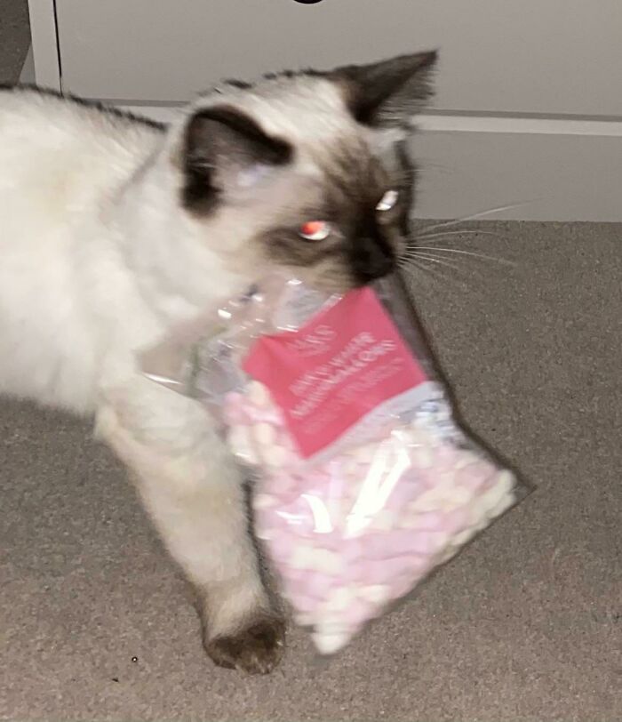 Here’s My Cat At 4am With A Bag Of Mini Marshmallows