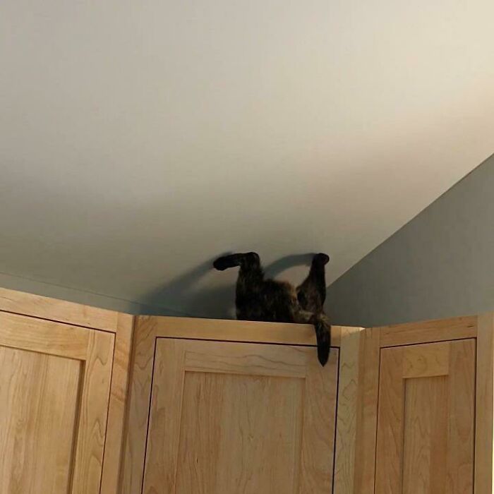 Caught My Cat Just Casually Living In A Different Realm Of Gravity