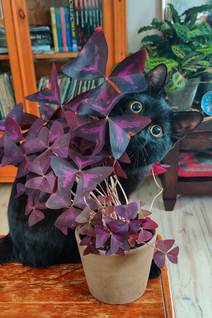 This Was Supposed To Be A Plant Progress Post Showing Off My Oxalis But Henk Stole The Show