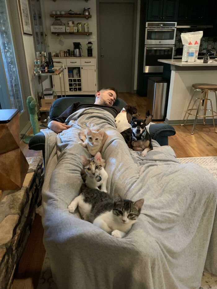 The House Was Way Too Quiet While The Foster Kittens Were Out Having Playtime And My Boyfriend Was Supposed To Be Watching Them. I Found Everyone Like This