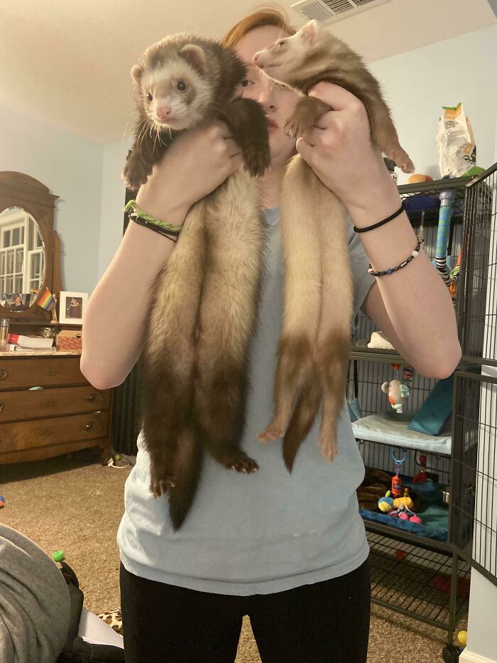 My Absolute Unit Of A Ferret Compared To My Average Sized Ferret