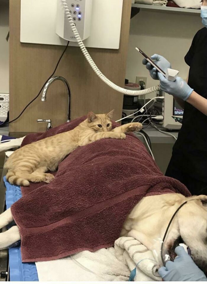 Ron llegó a la clínica veterinaria como un gato callejero. Después de unas semanas, empezó a hacer rondas para ver a los pacientes, y se sentaba junto a cualquier mascota mientras estaba dormida, ofreciéndole consuelo