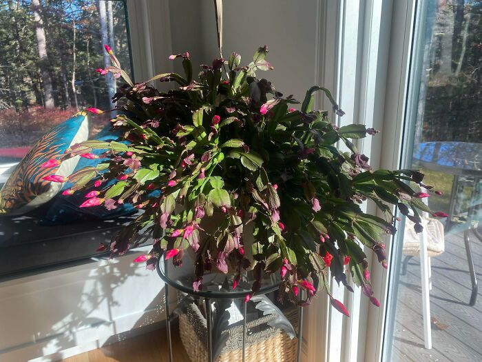 Family Heirloom Thanksgiving Cactus, 100 Years Old, Three Generations In The Family
