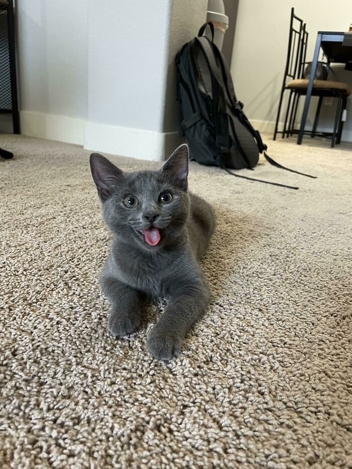 My Kitten Likes To Stick Her Tongue Out (She Thinks She’s A Dog)