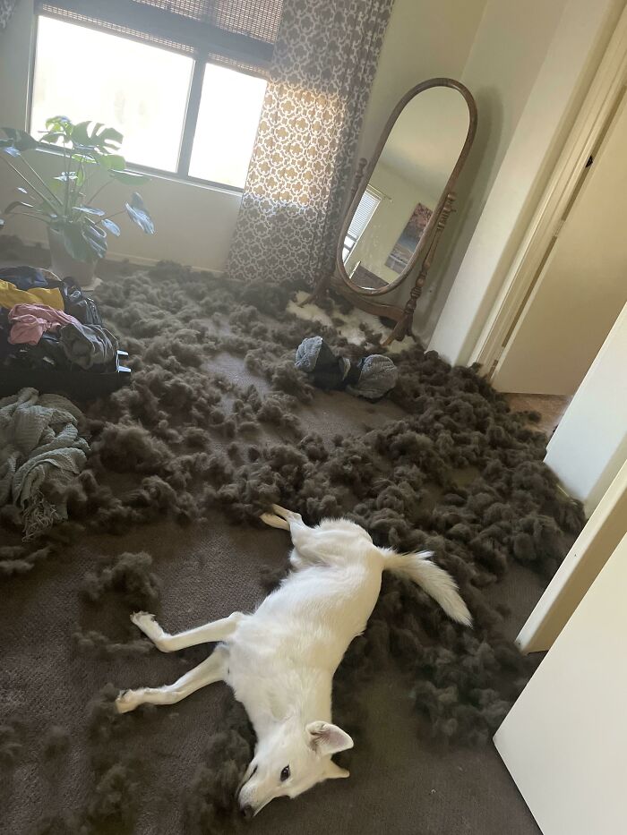 Welp. There Goes Her New Bed