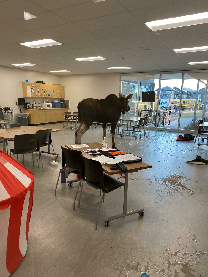 Hoy un alce rompió una ventana y entró a una escuela de Saskatoon