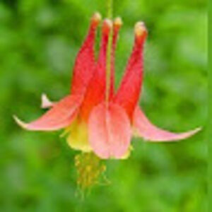 columbinephoenix avatar