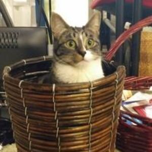 janet_carlson avatar