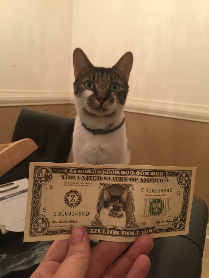 Today I Went Into My Husbands Wallet For Some Money And All I Found Was This Zillion Dollar Bill With My Cat’s Face On It. This Man Really Thinks He’s Funny