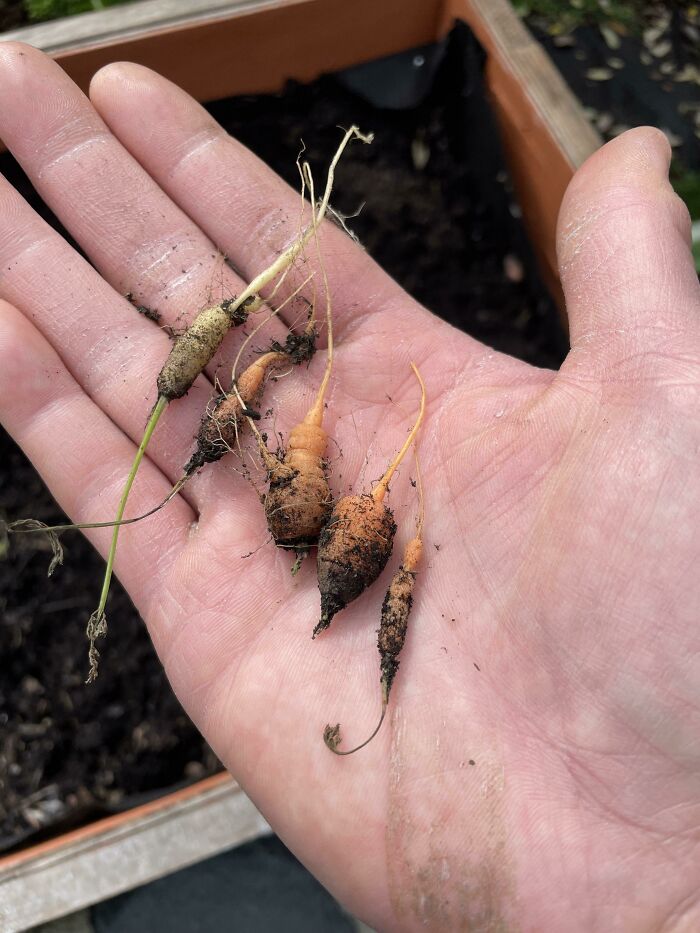 Es la primera vez que intento cultivar zanahorias. 6 meses después de haber plantado las semillas...