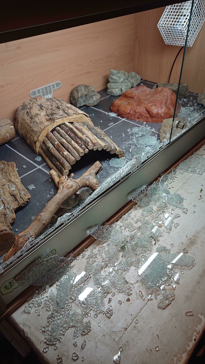 The Glass In My Lizards Tank Randomly Exploded In The Middle Of A Thunder Storm