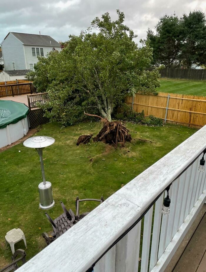 Mi árbol de 20 años que fue plantado cuando nací, fue arrancado por una tormenta de viento anoche en casa