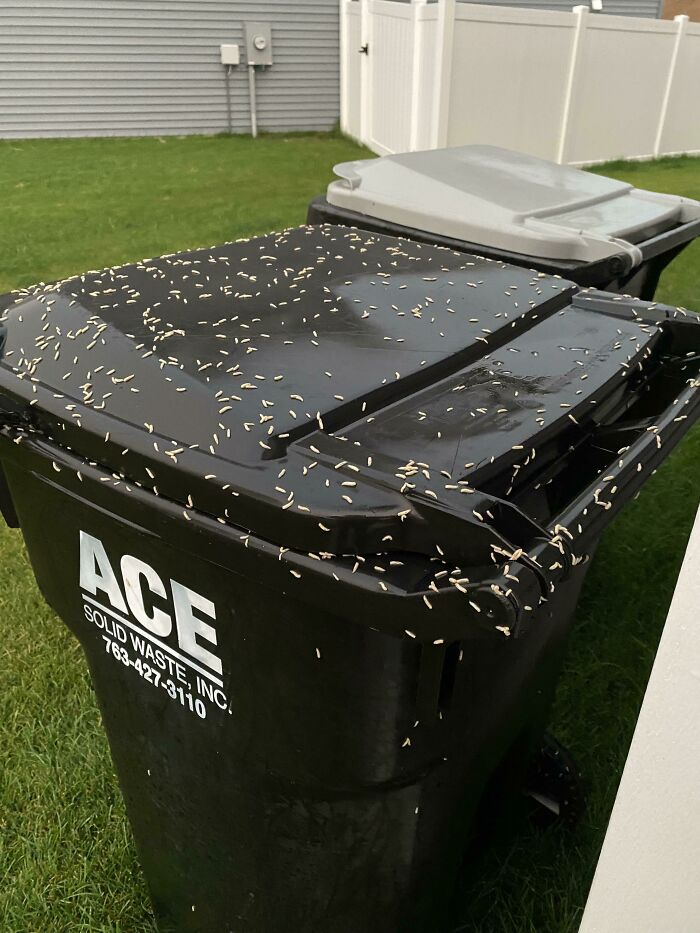First Thought It Was Rice On My Garbage Can This Morning But A After Closer Look They Were Moving…
