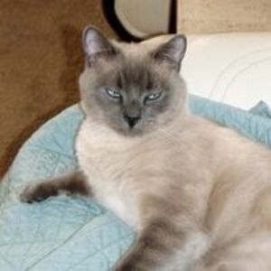 patricia_perrings avatar