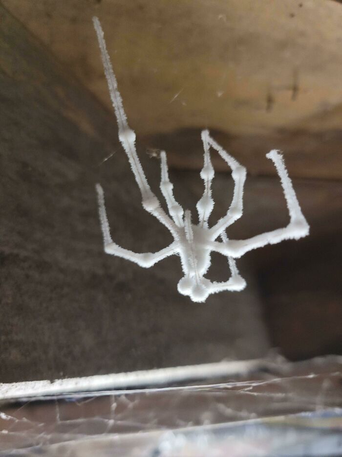 I Found This In My Basement. I'm Pretty Sure It's A Spider, But I Don't Know How He Got Like That