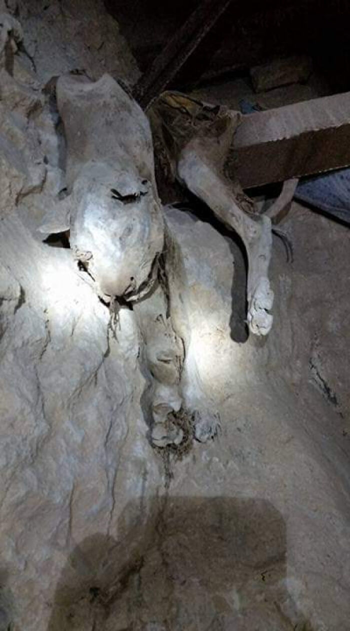 My Friend Works In Mines And Found A Mummified Mountain Lion