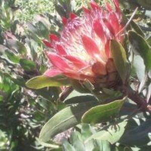 petro_g_botha avatar