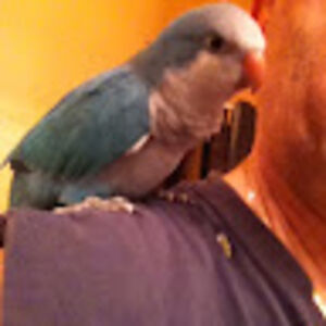 foghornleghorn avatar