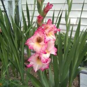 darlene_redden avatar