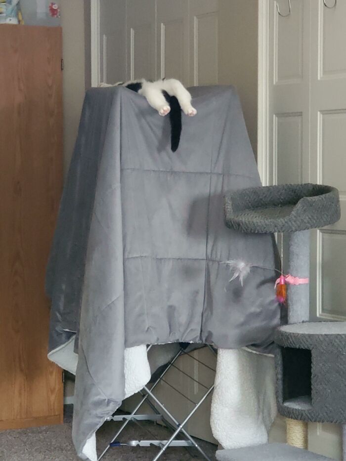 Shared This With A Coworker Today, She Asked If He's Alive. Ordered A Cat Tree At This Same Height Cuz I Want To Take My Blanket Off Of The Drying Rack As It's Been On There For 3 Days